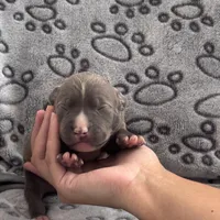 Louis, a male American Bully for sale in Petaluma, CA – Photo 3 of 3