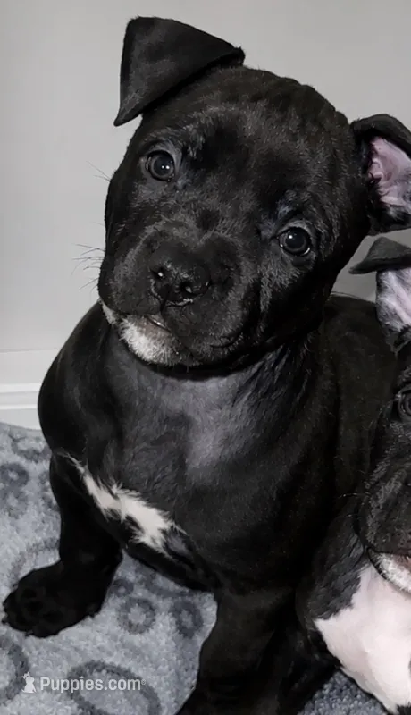 Coco Chanel – American Bully puppy for sale in Petaluma, CA