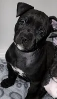 Coco Chanel, a female American Bully for sale in Petaluma, CA – 1 of 3