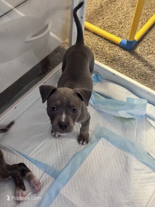 Kodi – American Bully puppy for sale in Petaluma, CA