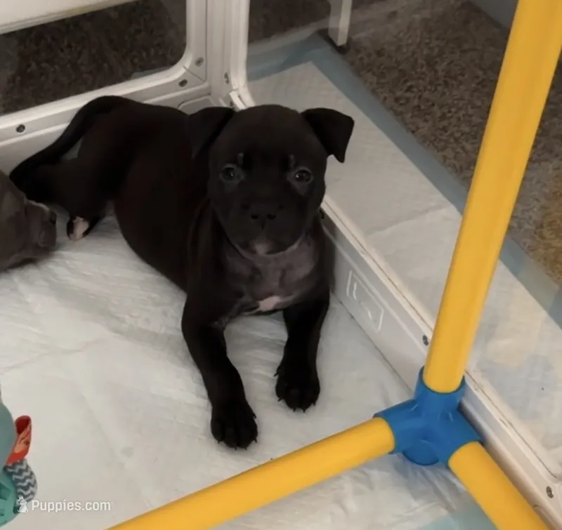Coco Chanel – American Bully puppy for sale in Petaluma, CA