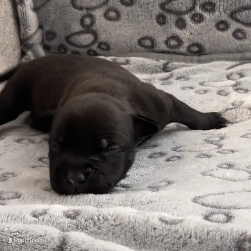Coco Chanel – American Bully puppy for sale in Petaluma, CA