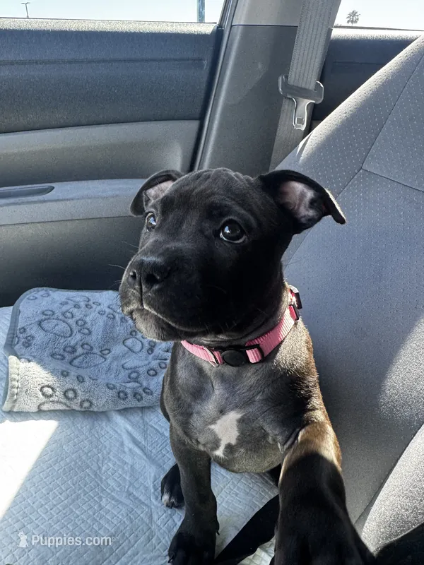 Coco Chanel – American Bully puppy for sale in Petaluma, CA