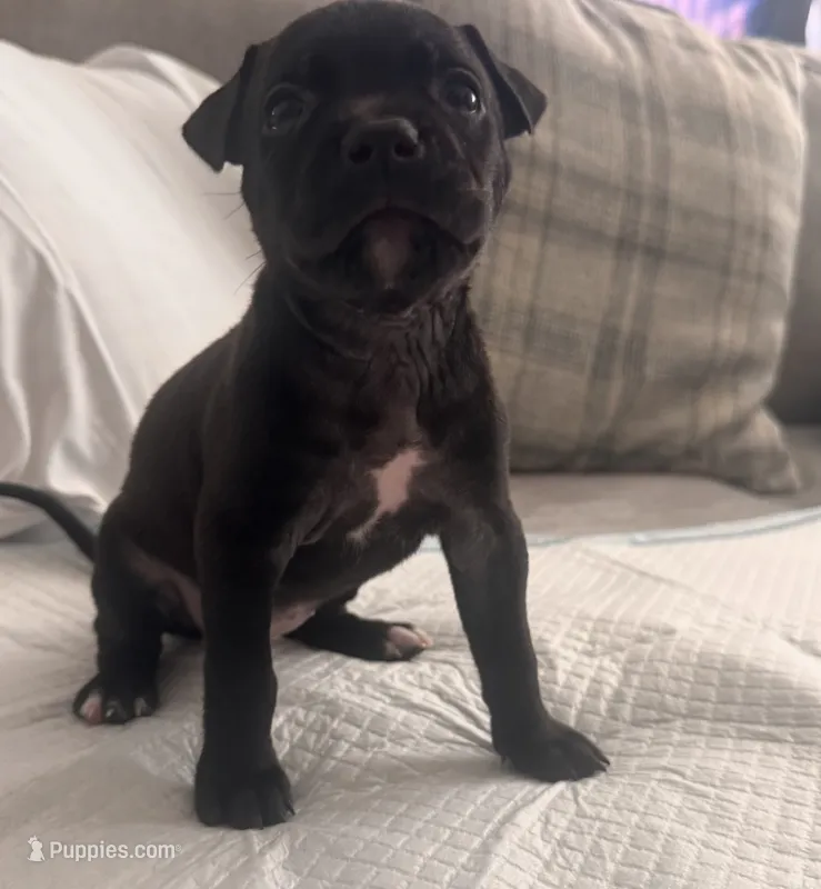 Coco Chanel – American Bully puppy for sale in Petaluma, CA