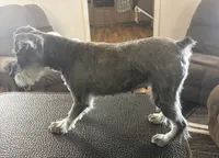 Elliott/theo, a male Miniature Schnauzer for sale in Michigantown, IN – 1 of 3