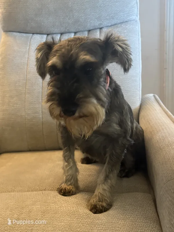 Jadzia – Miniature Schnauzer puppy for sale in Michigantown, IN