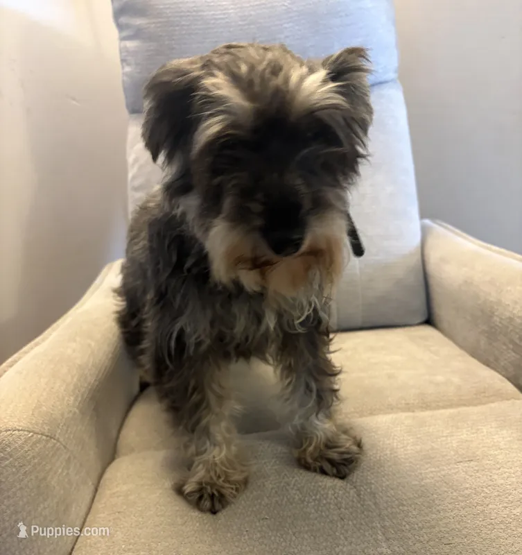 Jadzia – Miniature Schnauzer puppy for sale in Michigantown, IN