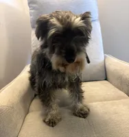 Jadzia, a female Miniature Schnauzer for sale in Michigantown, IN – 1 of 1