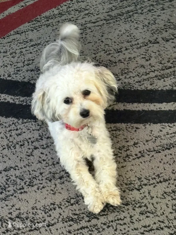 Macie – Maltese, Poodle - Miniature  puppy for sale in Michigantown, IN