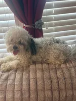 Macie, a female Maltese and Poodle - Miniature  for sale in Michigantown, IN – 2 of 2