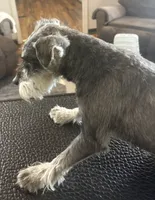 Elliott/theo, a male Miniature Schnauzer for sale in Michigantown, IN – 3 of 3
