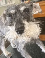 Elliott/theo, a male Miniature Schnauzer for sale in Michigantown, IN – 2 of 3