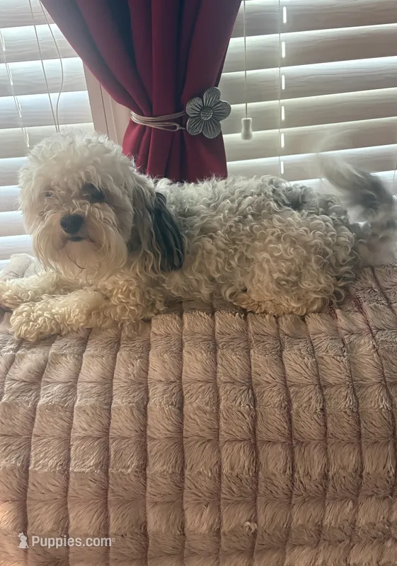 Macie – Maltese, Poodle - Miniature  puppy for sale in Michigantown, IN