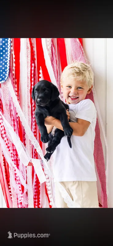 Darla  – Labrador Retriever puppy for sale in Aynor, SC