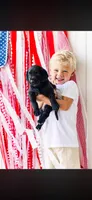 Darla , a female Labrador Retriever for sale in Aynor, SC – 1 of 1