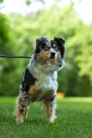 Oreo, a female Australian Shepherd for sale in Springfield, MN – Photo 1 of 2