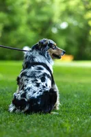 Oreo, a female Australian Shepherd for sale in Springfield, MN – Photo 2 of 2