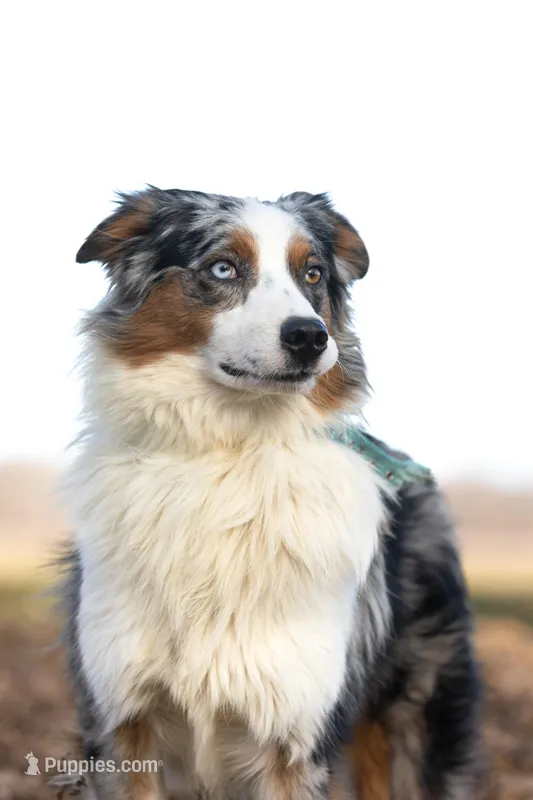 Yoshi – Australian Shepherd puppy for sale in Springfield, MN