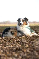 Yoshi, a male Australian Shepherd for sale in Springfield, MN – Photo 2 of 2