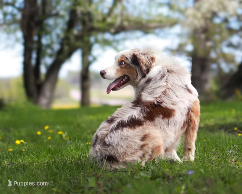 Dolly – Australian Shepherd puppy for sale in Springfield, MN