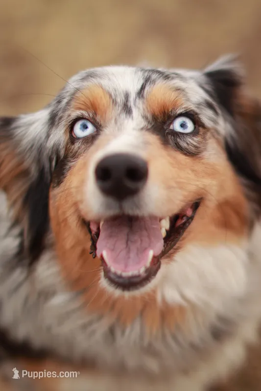 Violet – Australian Shepherd puppy for sale in Springfield, MN