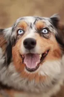 Violet, a female Australian Shepherd for sale in Springfield, MN – Photo 1 of 2