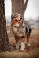 Violet, a female Australian Shepherd for sale in Springfield, MN – Photo 2 of 2