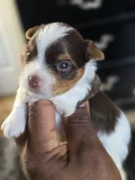 PICASSO , a male Yorkshire Terrier for sale in Bardstown, KY – 7 of 8