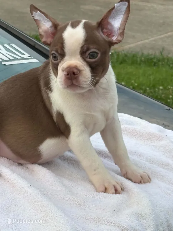 Shilo – Boston Terrier puppy for sale in Bardstown, KY