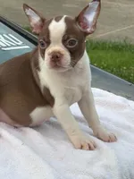 Shilo, a male Boston Terrier for sale in Bardstown, KY – 1 of 6
