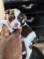 PICASSO , a male Yorkshire Terrier for sale in Bardstown, KY – 3 of 8