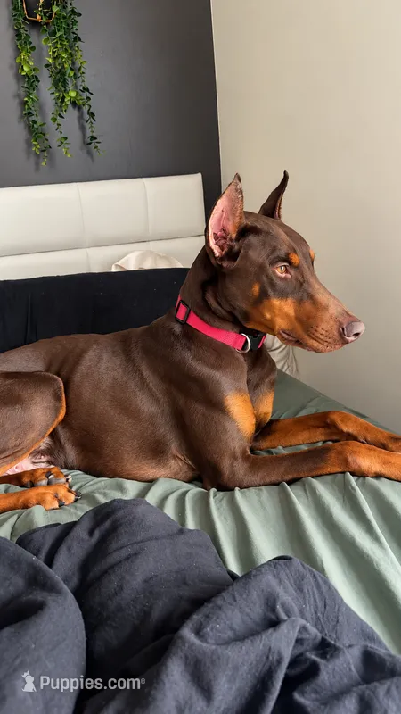 Rambo – Doberman Pinscher puppy for sale in Bardstown, KY