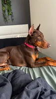 Rambo, a male Doberman Pinscher for sale in Bardstown, KY – 1 of 3