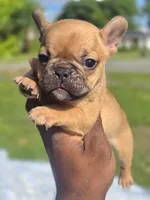 Tatum, a female French Bulldog for sale in Bardstown, KY – 5 of 5