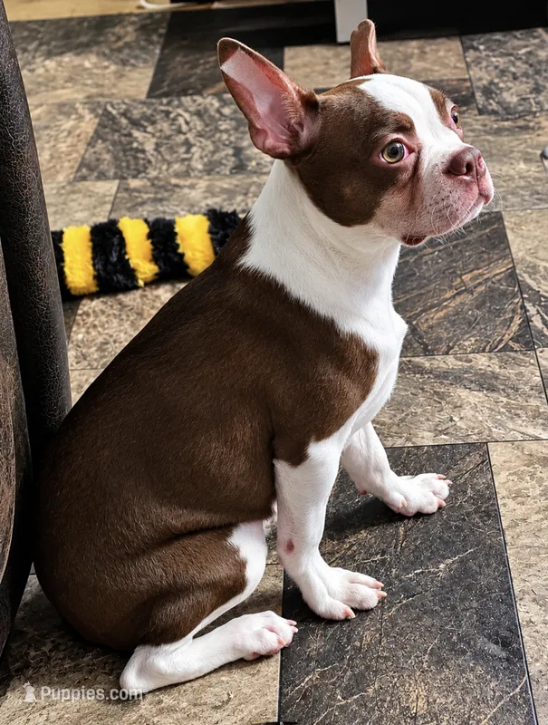 Shilo – Boston Terrier puppy for sale in Bardstown, KY