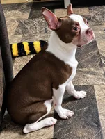 Shilo, a male Boston Terrier for sale in Bardstown, KY – 1 of 2