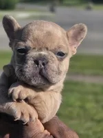 Tico, a male French Bulldog for sale in Bardstown, KY – 6 of 7