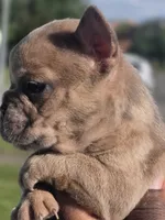 Tico, a male French Bulldog for sale in Bardstown, KY – 7 of 7