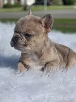 Tico, a male French Bulldog for sale in Bardstown, KY – 4 of 7