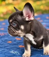 Sammy , a male French Bulldog for sale in Bardstown, KY – 4 of 5