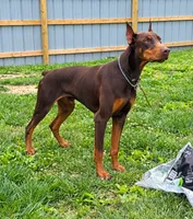 Rambo, a male Doberman Pinscher for sale in Bardstown, KY – 3 of 3