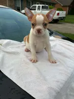 Abagail, a female Boston Terrier for sale in Bardstown, KY – 3 of 3