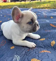 Micah, a male French Bulldog for sale in Bardstown, KY – 4 of 5