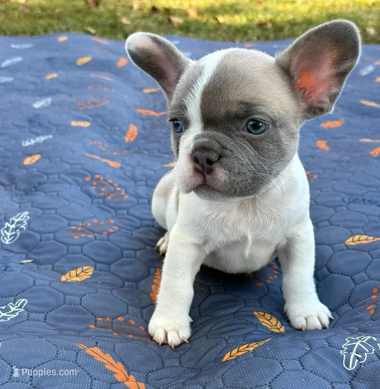Codi – French Bulldog puppy for sale in Bardstown, KY