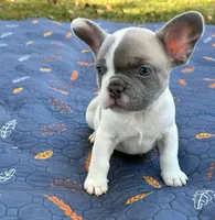 Codi, a male French Bulldog for sale in Bardstown, KY – 1 of 4