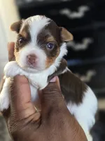 PICASSO , a male Yorkshire Terrier for sale in Bardstown, KY – 5 of 8