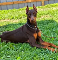 Rambo, a male Doberman Pinscher for sale in Bardstown, KY – 2 of 3