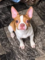 Peanut, a male Boston Terrier for sale in Bardstown, KY – 1 of 2