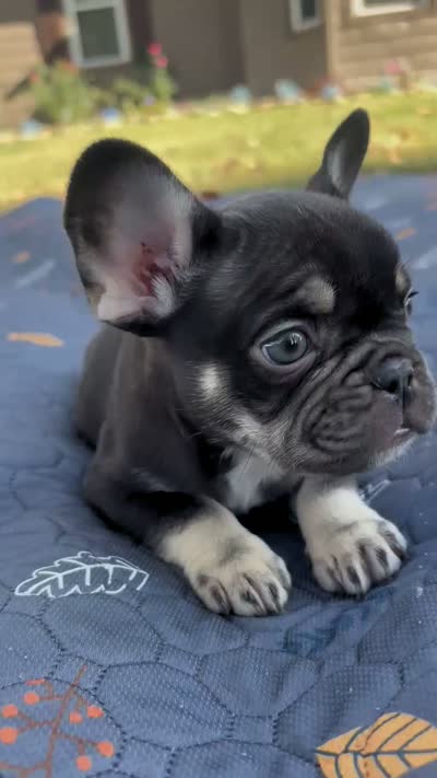 Sammy , a male French Bulldog for sale in Bardstown, KY – 5 of 5