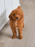 Chloe, a female Poodle - Miniature  for sale in Bardstown, KY – 4 of 5
